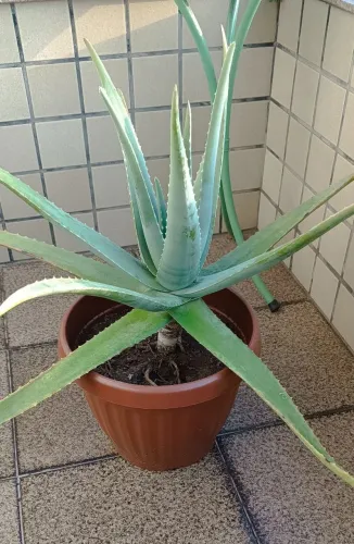 Babosa Aloe Vera