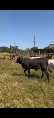 Bezerra/novilha