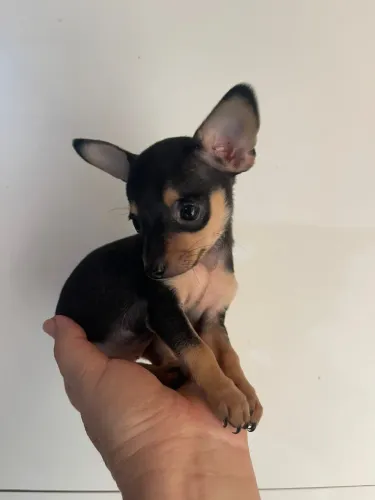 Pinscher