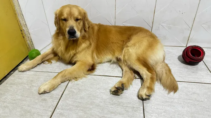 Golden Retriever para cruza 