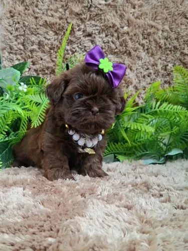 FEMEA SHIH TZU SÓLIDA LINDA PARCELO 10X