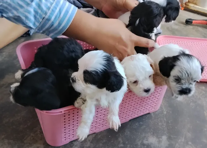 Filhotes de Shitzu com Poodle 
