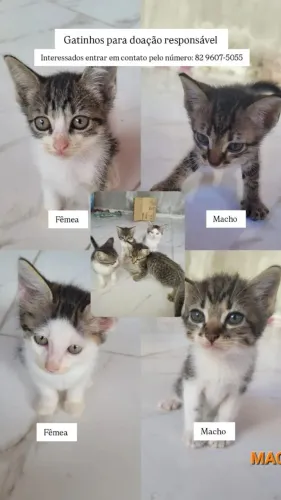 Gatos para doações