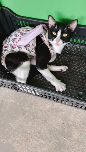 Lindas gatinhas pra adoção responsável