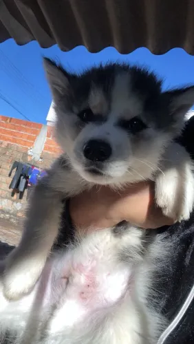 Último Filhote Husky Siberiano