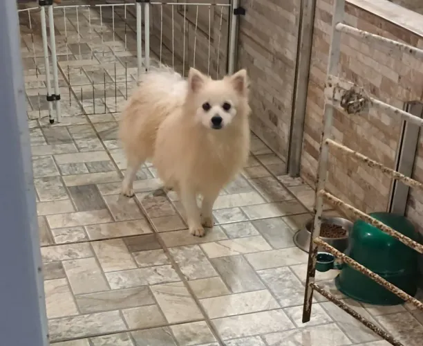 Promoção Spitz Alemão Macho Canil Lienn