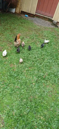 Vende se galinha Nagasaki