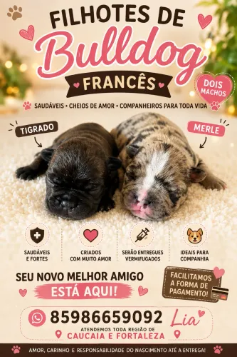 Os perfeitinhos chegaram filhotes de buldog francês
