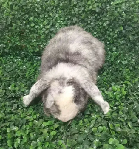 Coelho Mini lop Uruguaio