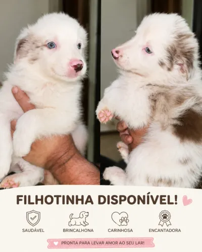 Filhotes Border Collie Machos e Fêmeas Olhos Claros Pais com Pedigree
