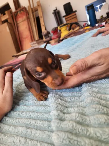 Cachorros Teckel 