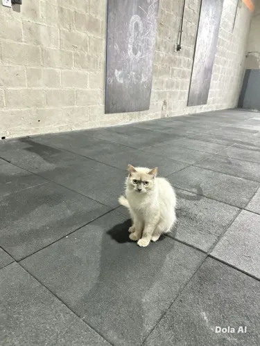 Sou uma gata belíssima e moro numa cademia,sou muito dorcil castrada mas fiquei pra trás e