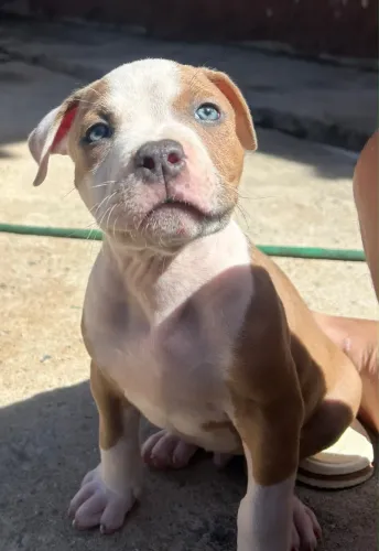 Vende-se filhotes machos de American Bully