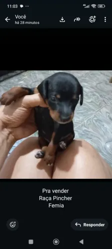 Filhote de pinscher