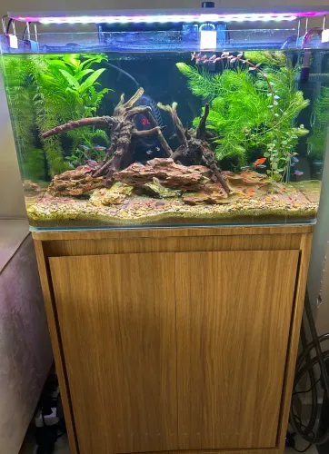 Aquário curvo 64 litros 60cm completo com móvel 