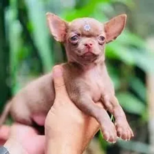 Chihuahua Pequeno no tamanho, gigante na atitude.