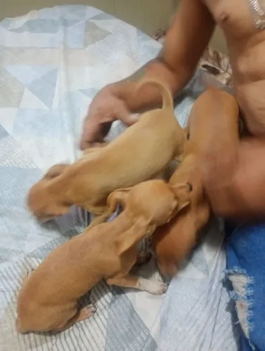 cachorro Pinscher número um