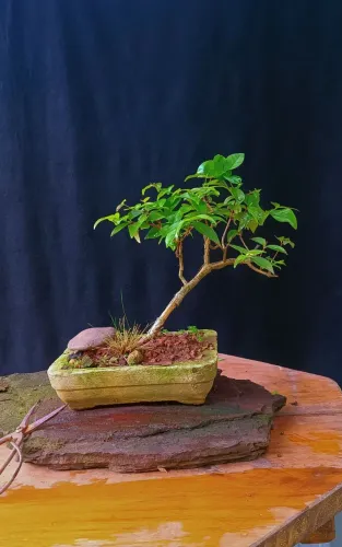 Bonsai jovem de Pitanga