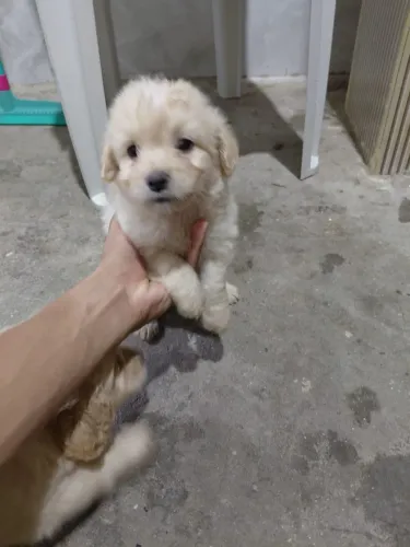 Vende-se poodle fêmea e macho 