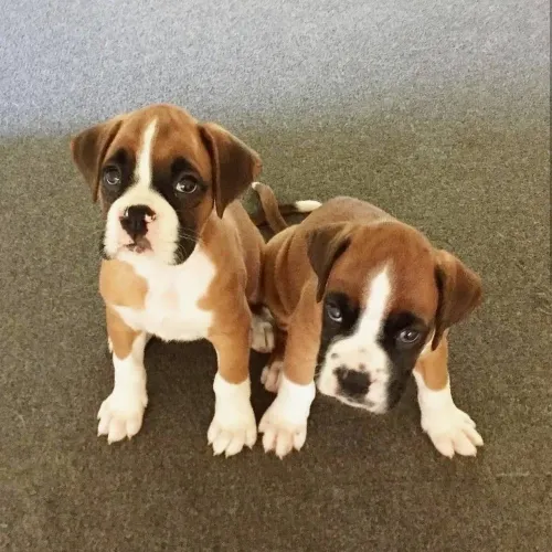 Filhotes De Boxer - Seja Recebido Todos Os Dias Com Muitas Lambidas 