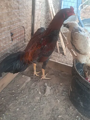 Vendo