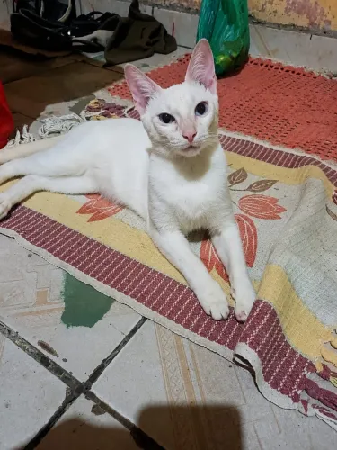 gatinha castrada