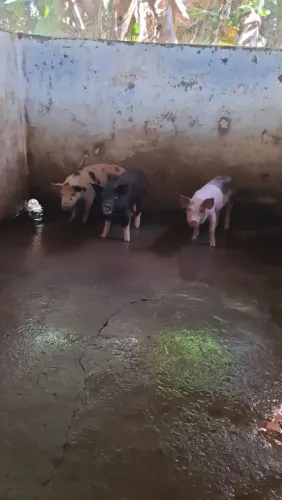 Leitão caipira
