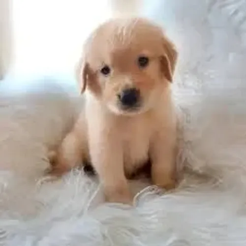 GOLDEN RETRIEVER O companheiro perfeito para momentos inesquecíveis em família.