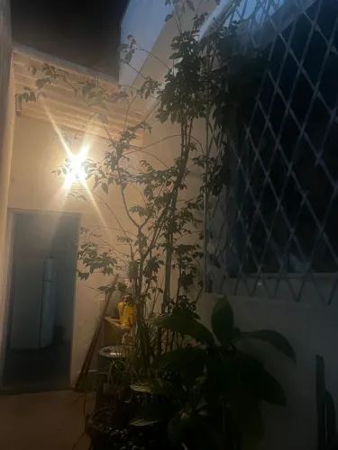 Vende-se jabuticaba