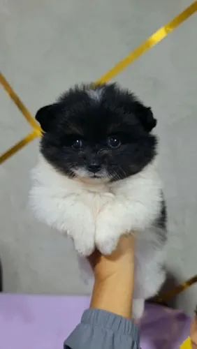 Lindos bbs disponíveis
