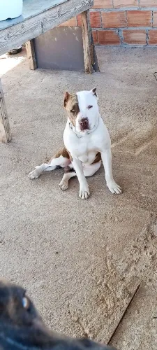 Vendo filhote de Pit Bull macho