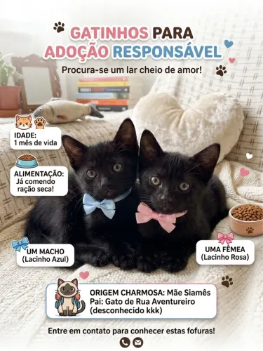 Dois filhotes lindos
