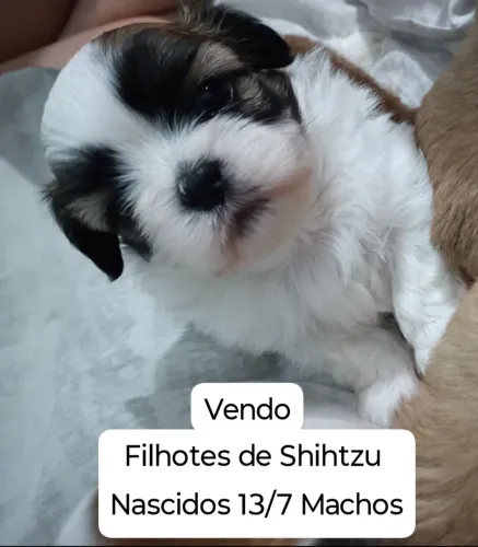 Vendo Cachorro Shihtzu