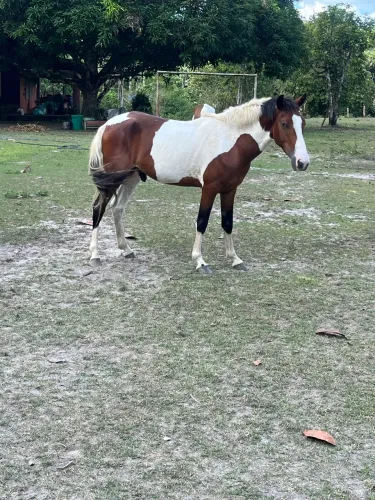 Potro mangalarga Marchador Pampa Filho de Garanhão Registrado