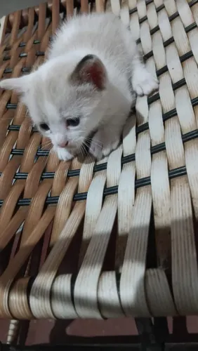 Gato filhote pra doação