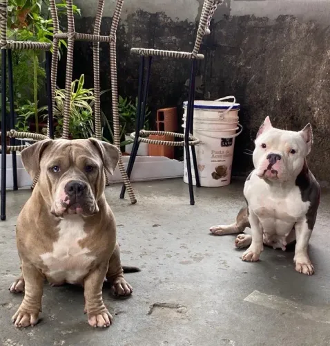 Cachorro