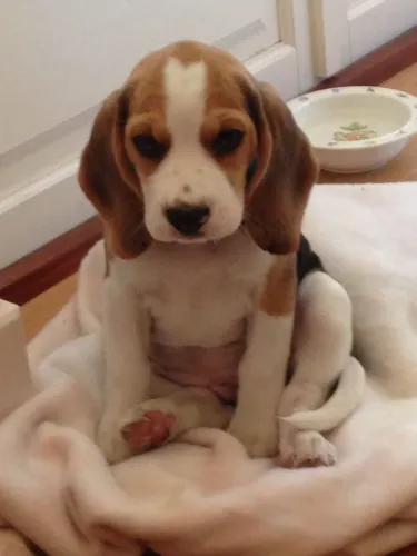 Beagle disponivel