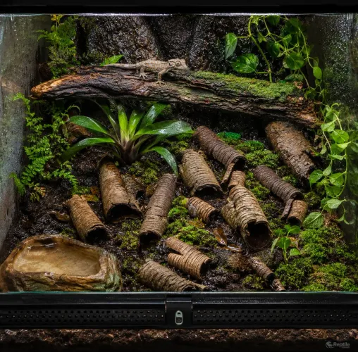 Galhos para terrários