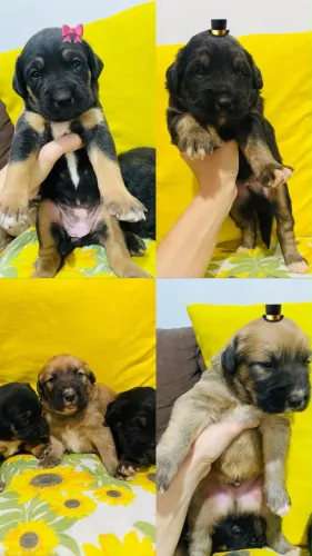 Cachorro