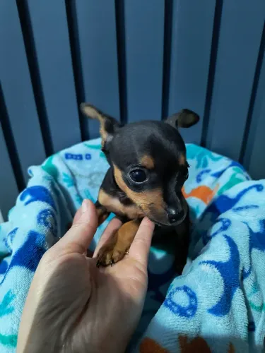 Pinscher macho