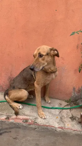 Doação de cachorra pastor alemão 