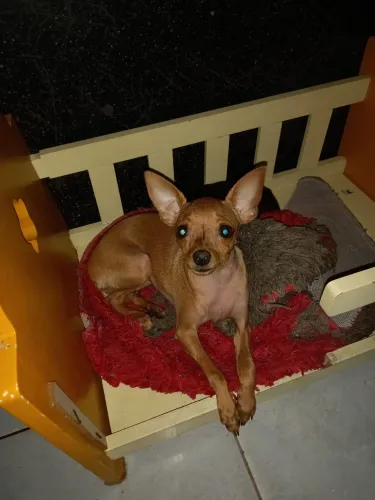 promoção das mães pinscher puro pra levar logo. 