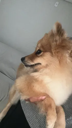 Cachorro Lulu-da-pomerânia