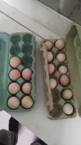 Ovos de raça índia 