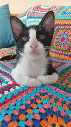 Dois gatinhos lindos para doação 