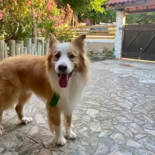 Filhotes Border collie