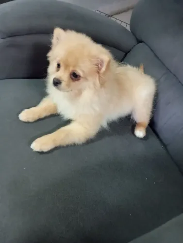 filhote spitz