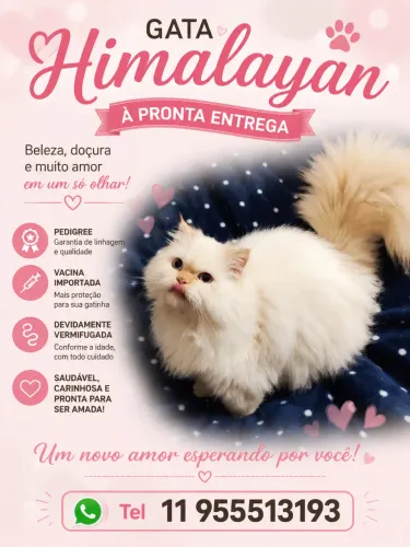 A mais linda himalayan:: com pedigree