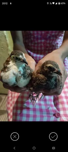 Casal de Codornas 