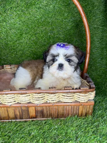 Shih tzu femea mini